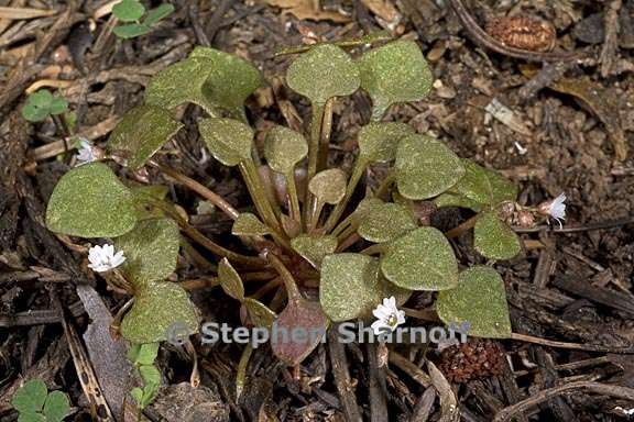 claytonia rubra ssp rubra 4 graphic